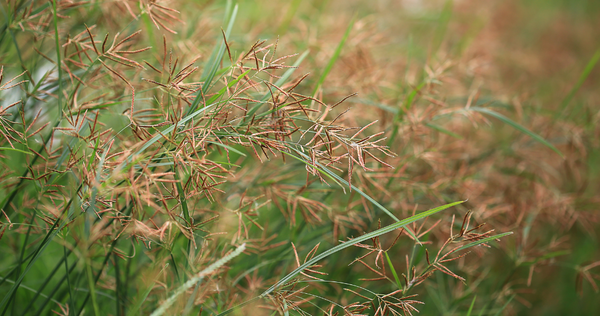 Cyperus rotundus Linn / Nagarmotha