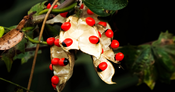 Rosary Peas