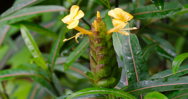 Vajradanti flower and plant