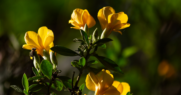 Barleria prionitis Linn / Vajradanti plant