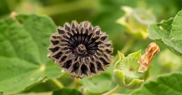 Country Mallow plant seeds