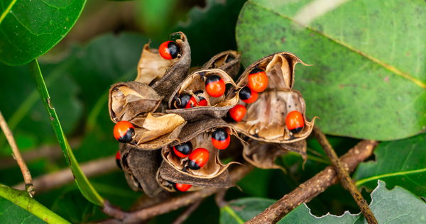 Ratti [Rosary Pea] Complete Guide to the Ayurvedic Herb