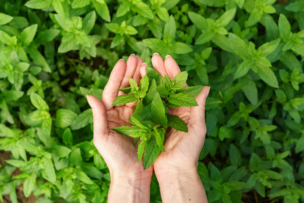 Mint for acid reflex