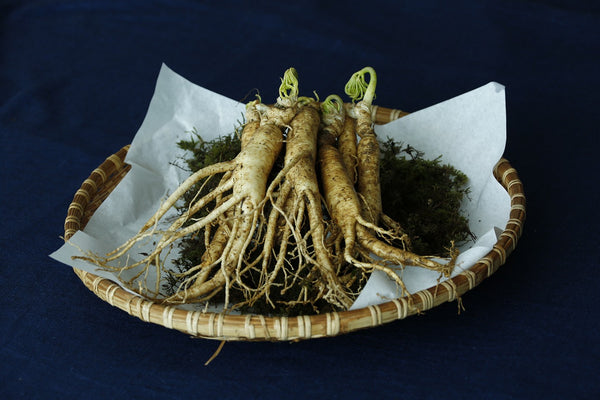 indian ginseng kept on a plate