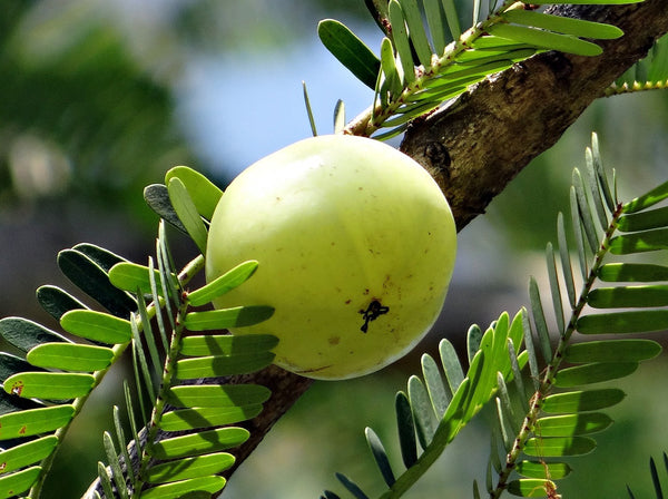 amla