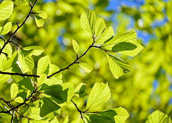 oak tree