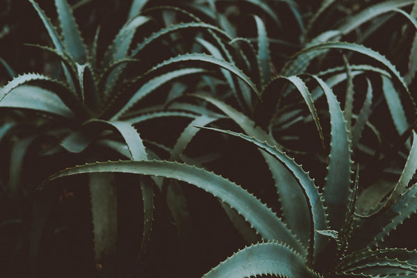 aloe vera for dermatitis