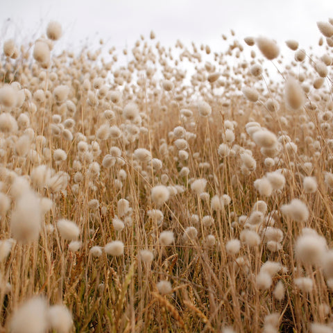 Cotton Testing