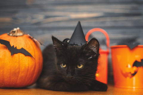  A black cat in a witch hat sitting beside a pumpkin – ready for Halloween.