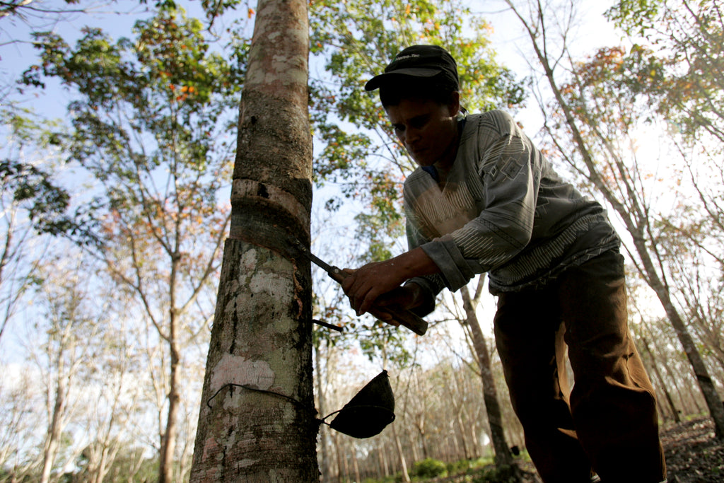 A worker is picking at a rubber tree in the Amazon.