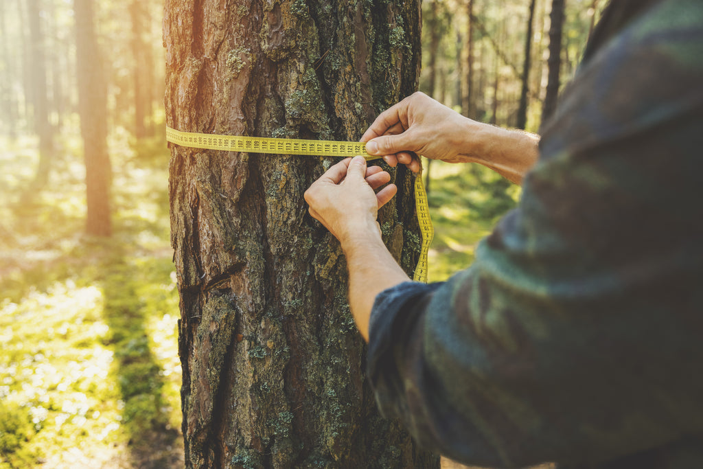 A tree trunk fills in as an example of your girth being measured.