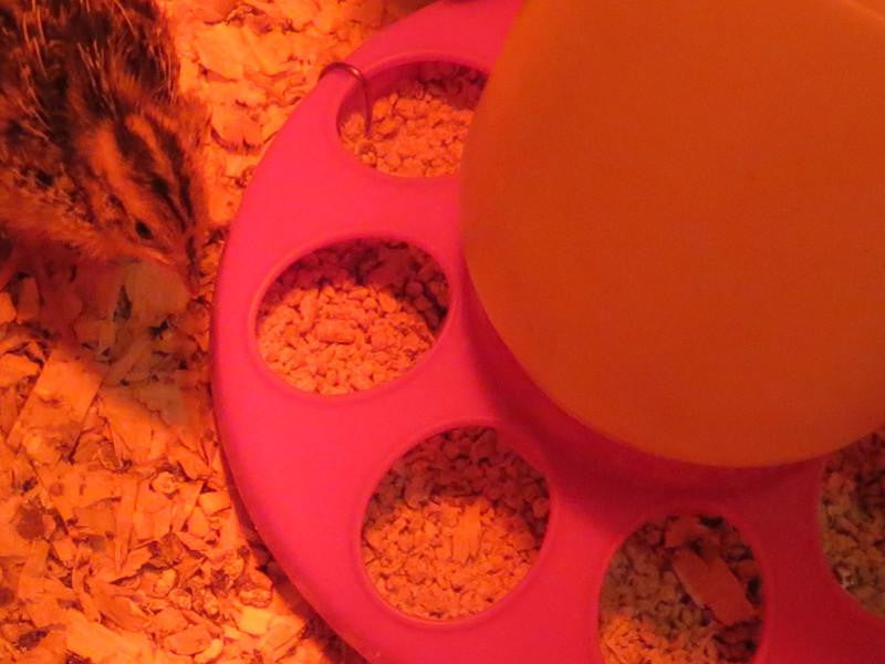 How to raise quail chicks