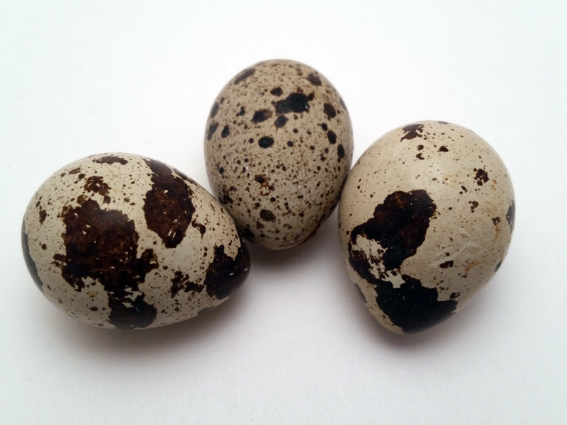 How to sell quail eggs – Spade & Feather