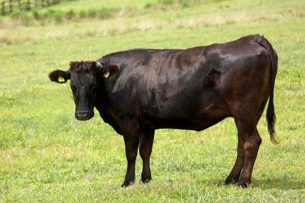 Vache Wagyu japonaise