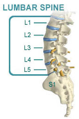 Injury Prevention Blog #5: Lower Back – RollAmongUs.com