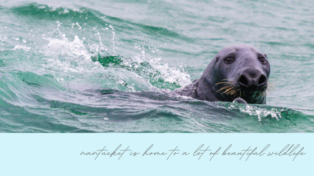 Seals can be sen in Nantucket