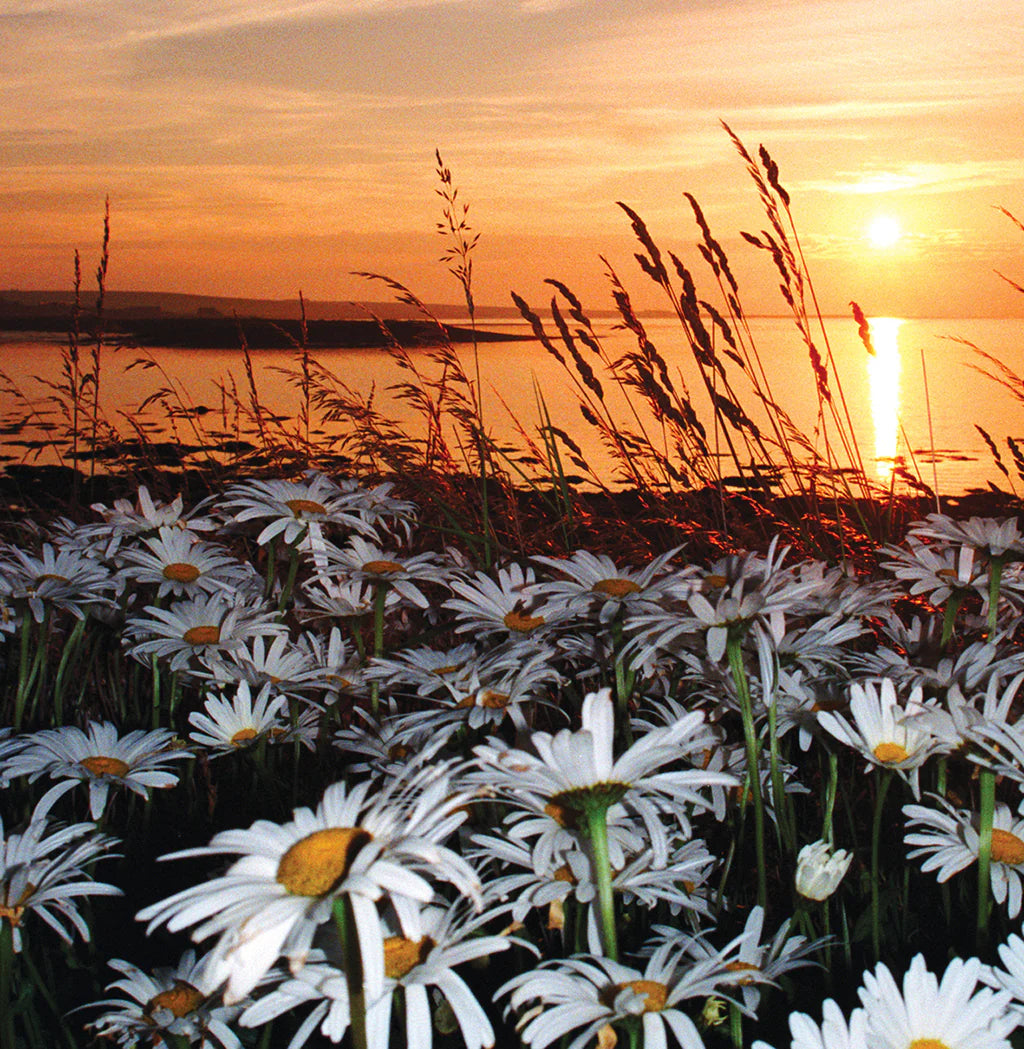 Rick's iconic photo capturing a beautiful sunset and daisies over Mill Sands