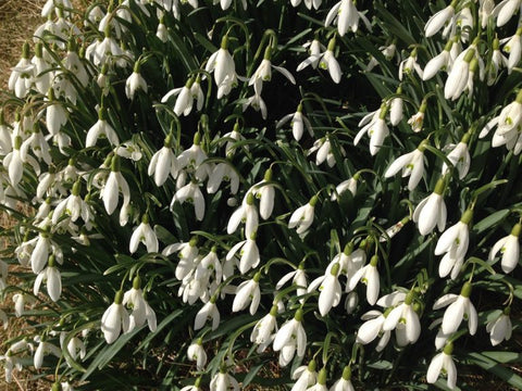 snowdrops