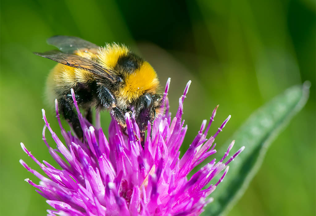 Great Yellow bumblebee (Bombus distinguendus) ©Pieter Haringsma