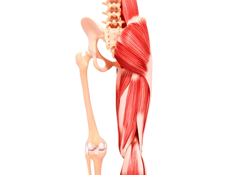 Adductor Muscle