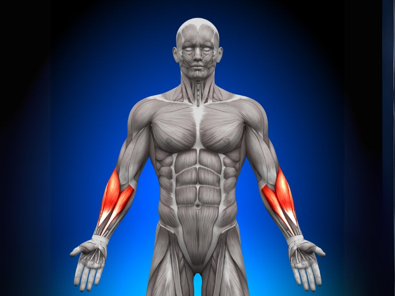 Anatomy of the Forearms