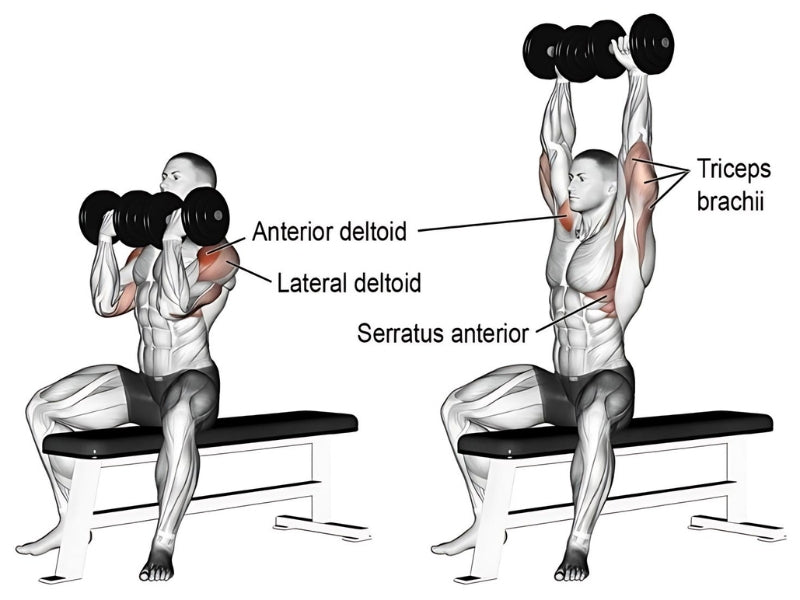 Arnold Press Muscles Worked