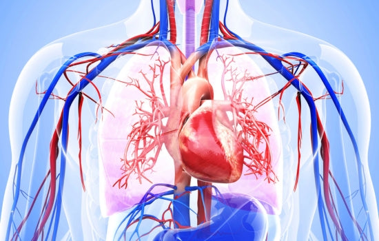 Cardiovascular Health