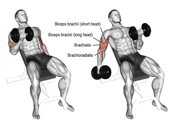 Dumbbell Incline Bicep Curl