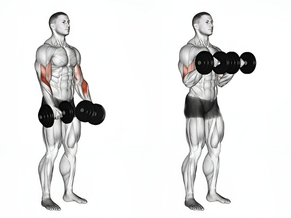 Dumbbell Reverse Grip Biceps Curl