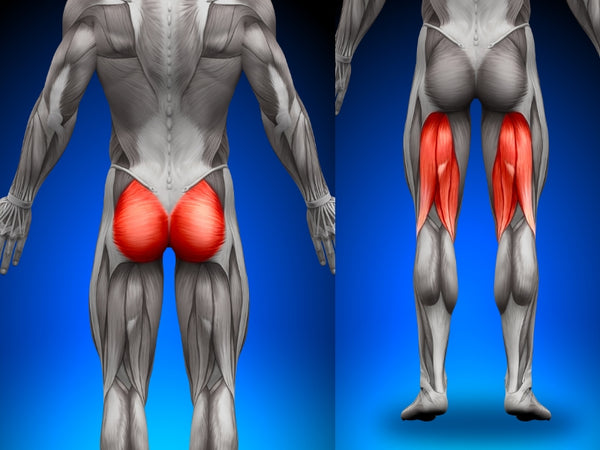 Glutes and Hamstrings