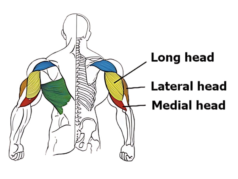 Long Head Tricep Exercises