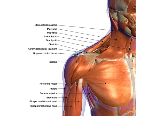 Muscles That Do Dips Work