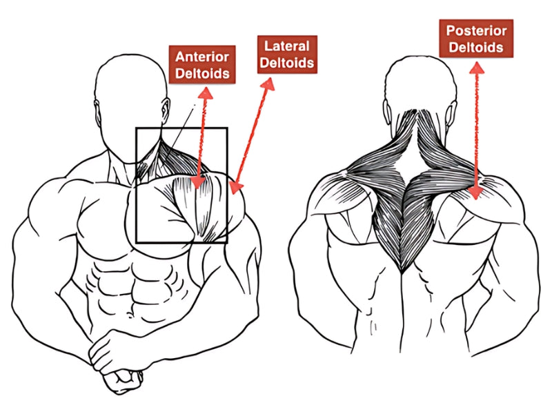 Muscles Worked by Face Pulls