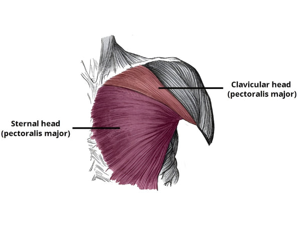 Pectoralis Major