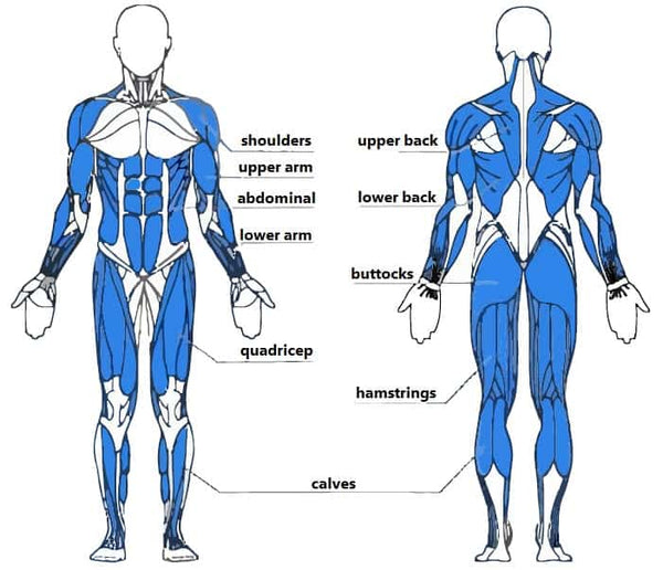 Main Muscles Used in Rowing