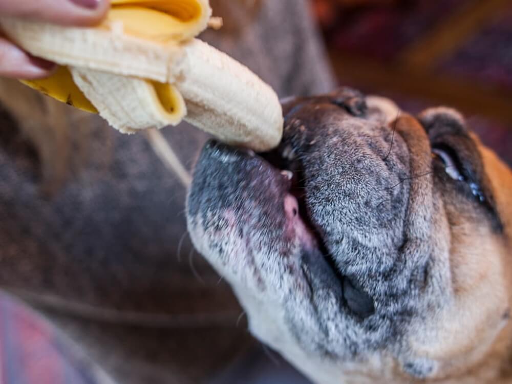 Adorable bulldog eating banana