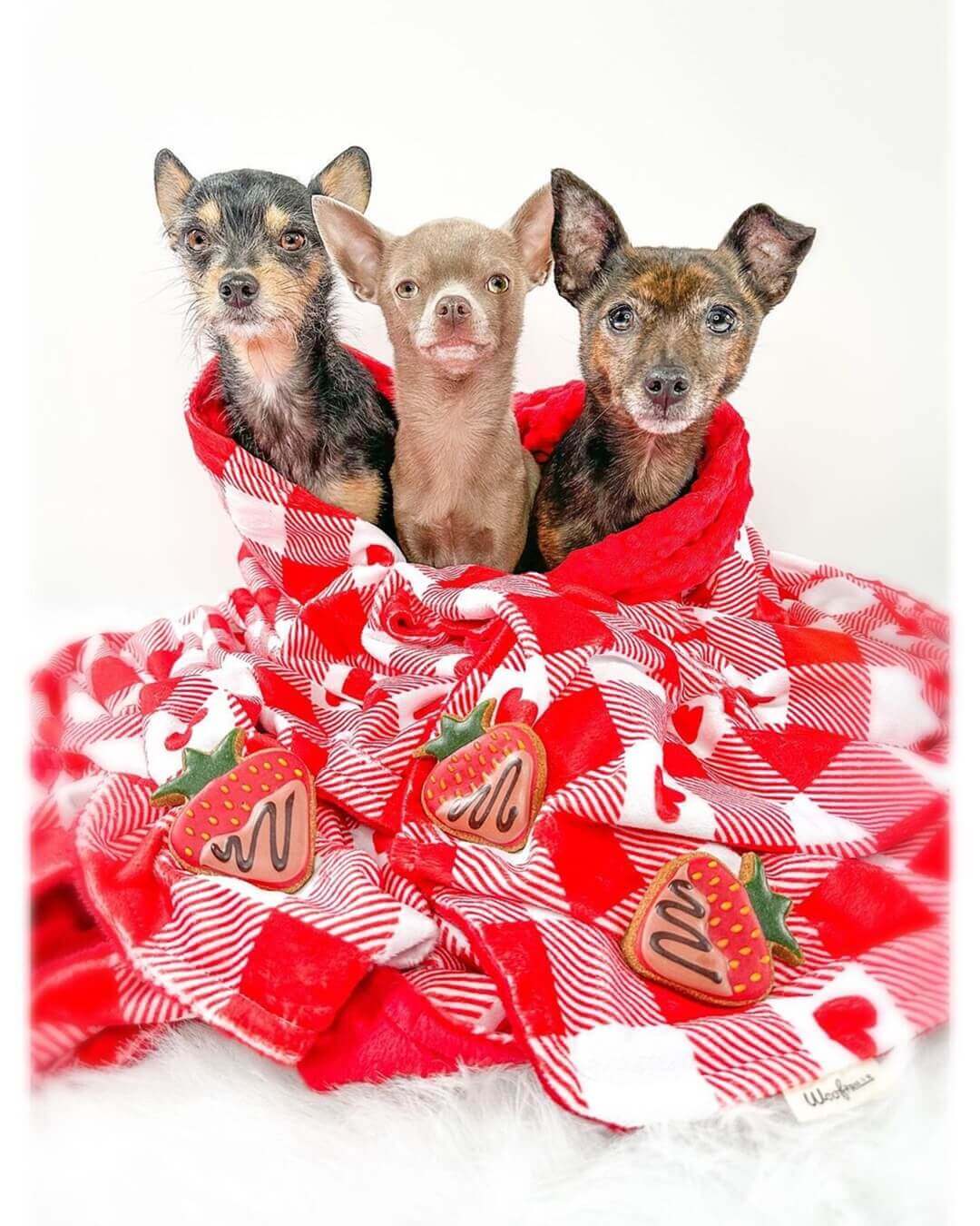large dog blanket from WoofFrills with red and white hearts design