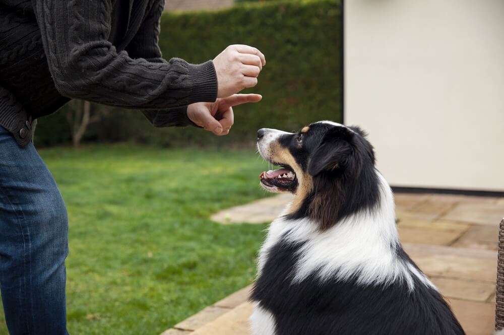 beautiful border collie dog training with owner