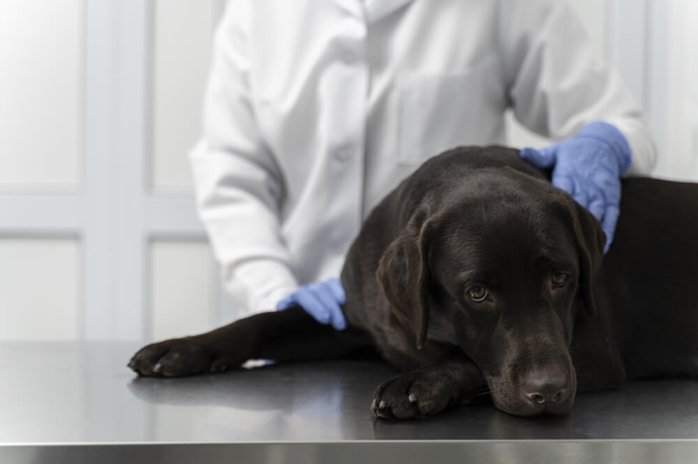 Dog with a concerned expression on the examination table in a veterinary clinic