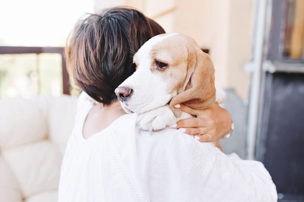 close-up portrait of sad beagle dog looking away