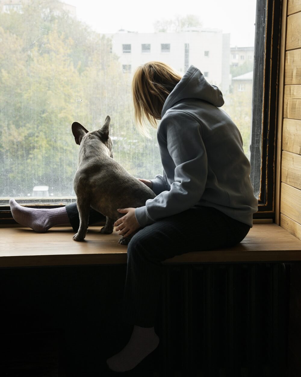 Dog lifestyle care with a parent, enjoying the view from the window
