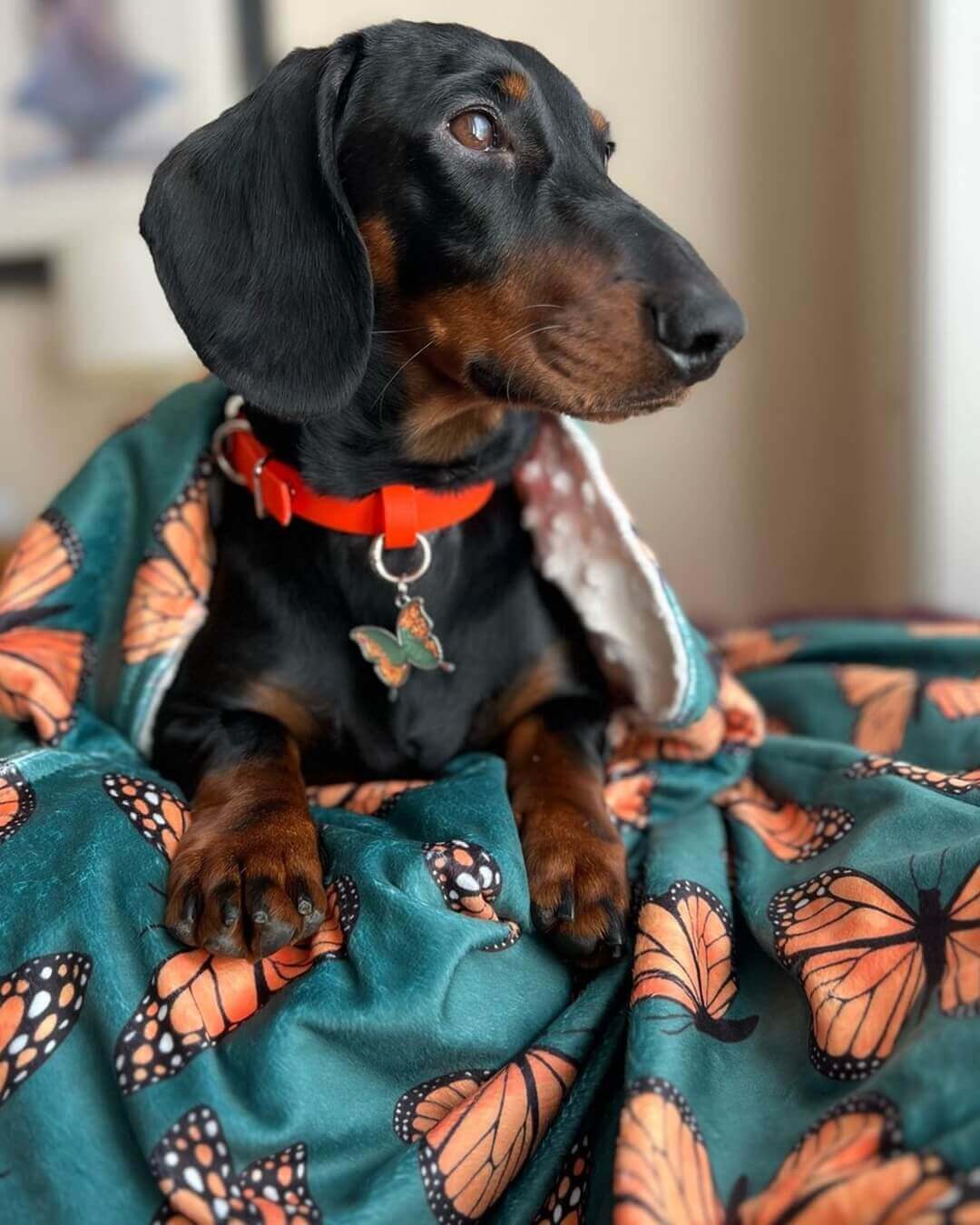 large dog blanket from WoofFrills -Butterflies design