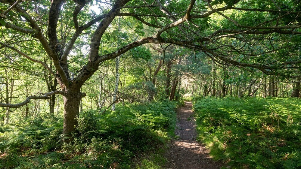 Cheddar gorge for dog walks in Somerset