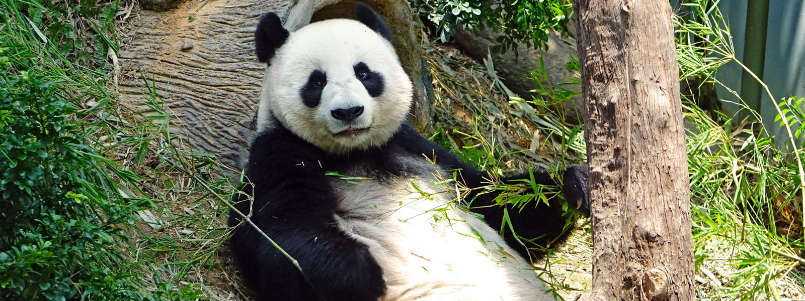 panda assis qui mange du bambou