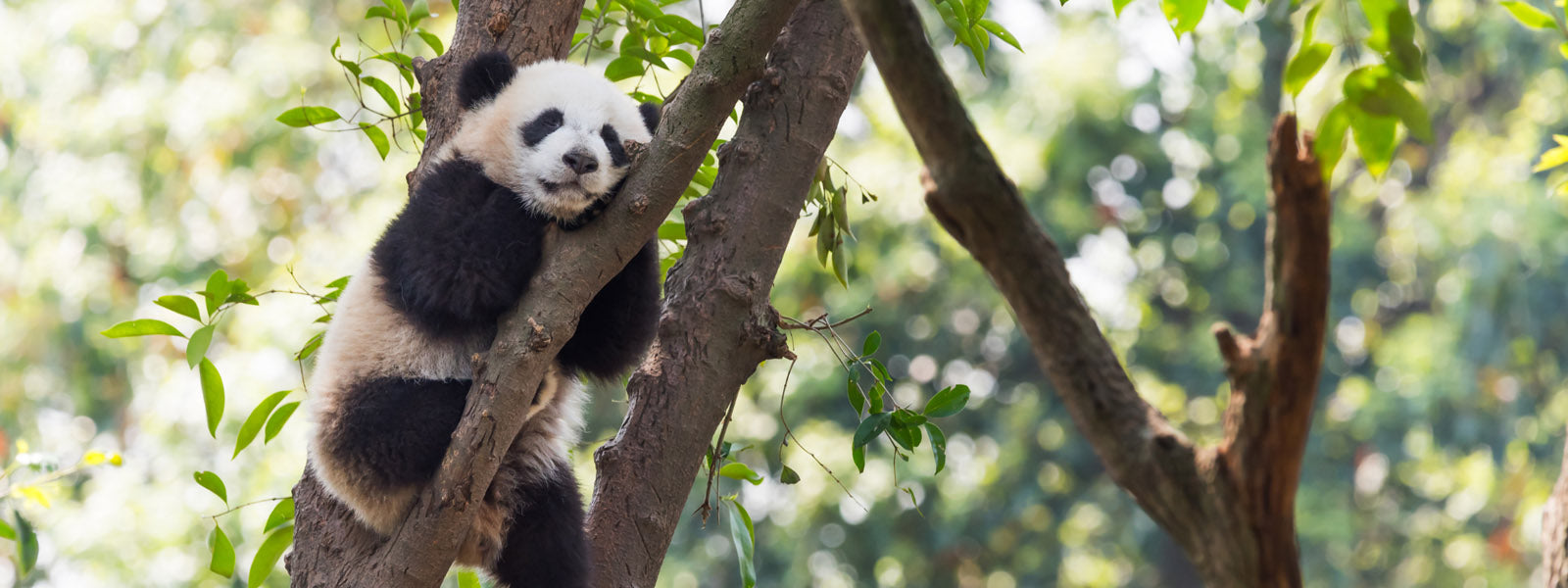 panda couché dans un arbre