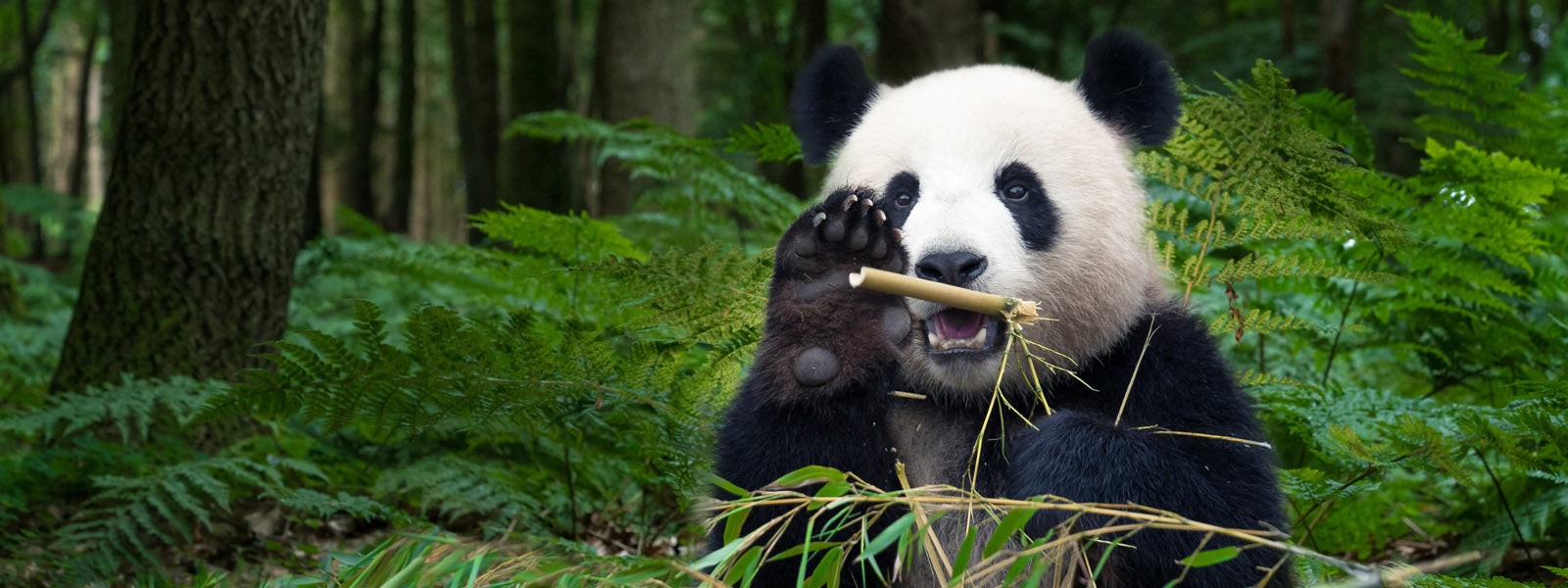 panda qui mange du bambou