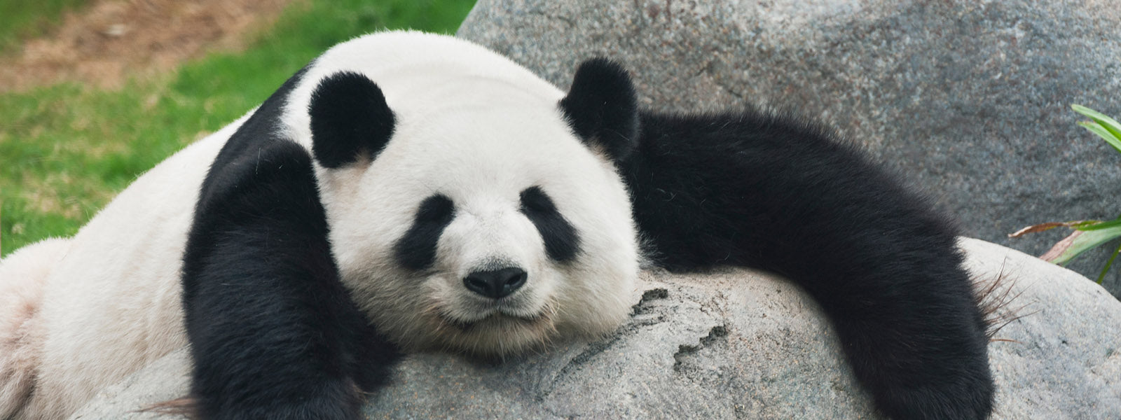 panda dans un zoo