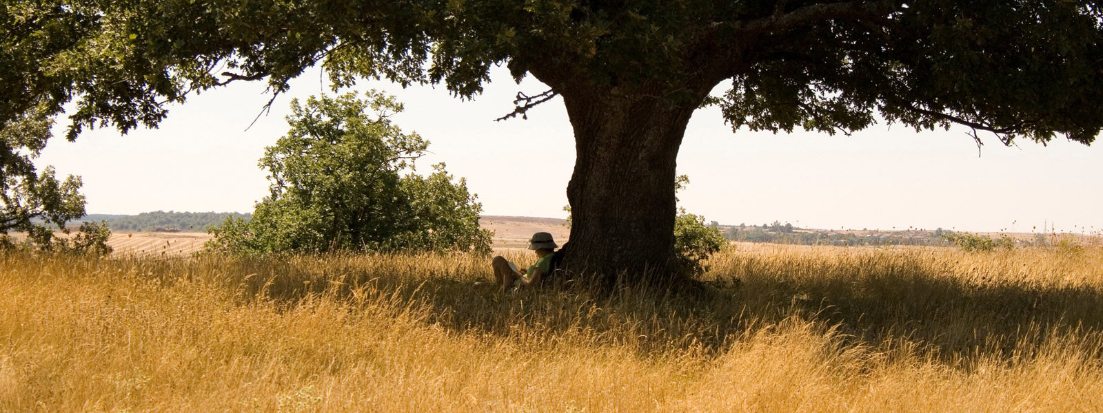 personne qui lit sous un arbre