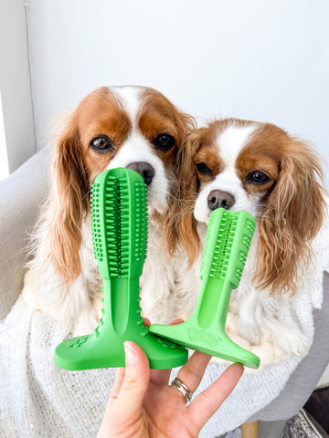 Bristly dog toothbrush review by Herky The Cavalier