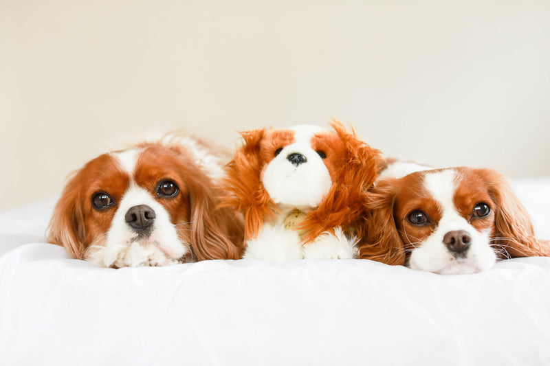 king charles spaniel plush toy